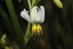 Dianella longifolia