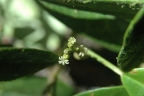 Croton poecilanthus
