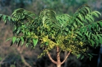 Ailanthus triphysa