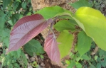 Grewia tiliifolia