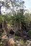 Agave decipiens