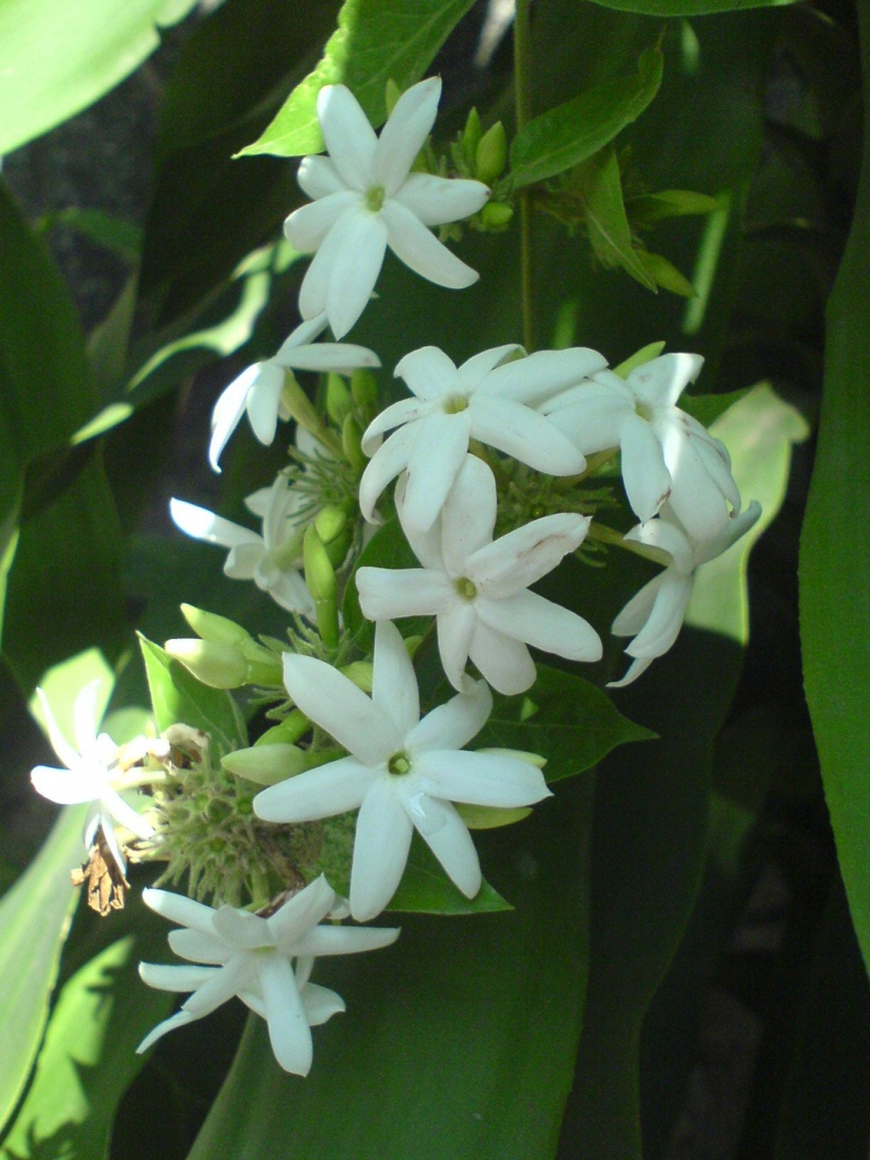 Jasminum auriculatum