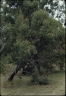 Eucalyptus resinifera