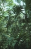 Borassodendron borneense