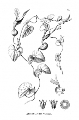 Aristolochia warmingii