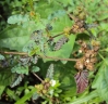 Melochia corchorifolia