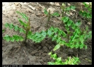 Acanthus ebracteatus