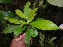 Croton humbertii