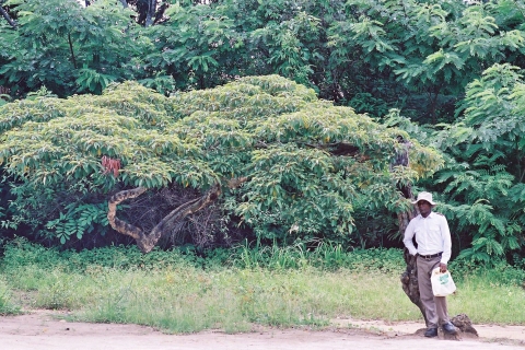 Croton mubango