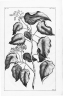 Endospermum moluccanum