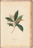Miconia chrysophylla