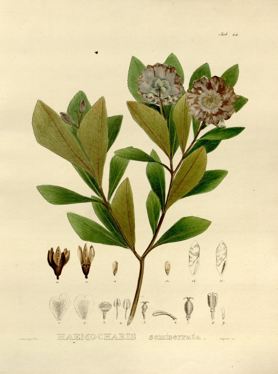 Gordonia fruticosa