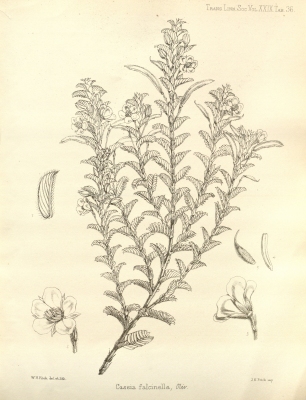 Chamaecrista falcinella