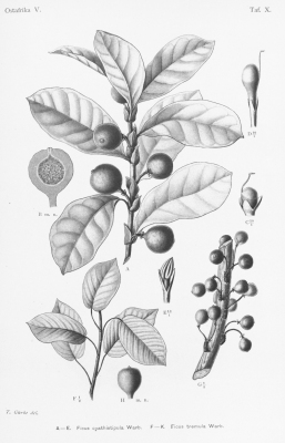 Ficus tremula