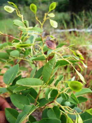 Dalbergia emirnensis