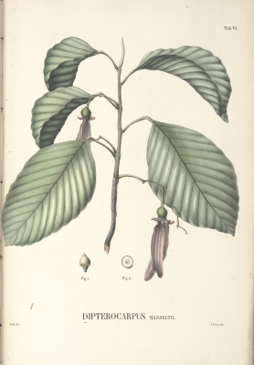 Dipterocarpus hasseltii