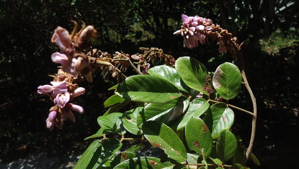 Lonchocarpus sericeus