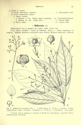 Mildbraedia paniculata
