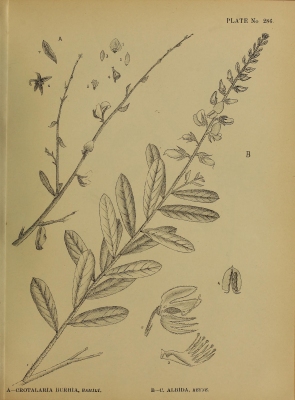 Crotalaria albida