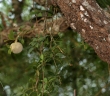 Limonia acidissima
