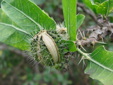 Cnidoscolus quercifolius