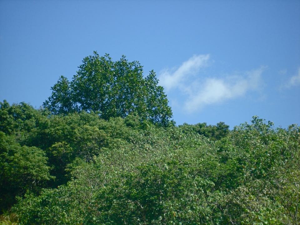 Artocarpus mariannensis