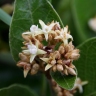 Parinari obtusifolia