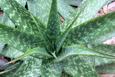 Aloe rivae