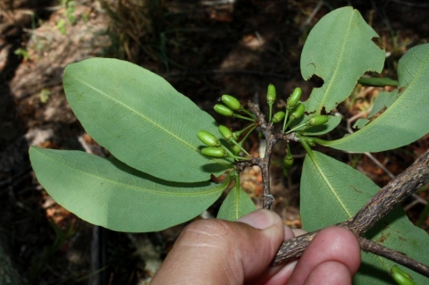 Erythroxylum anguifugum