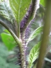 Solanum schumannianum