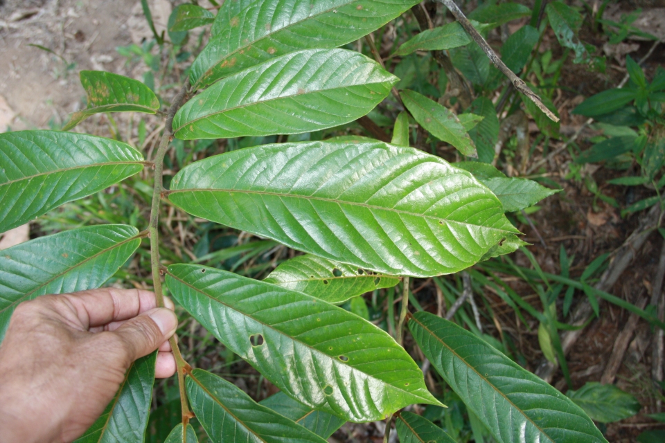 Uvaria macrophylla