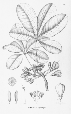 Eriotheca gracilipes