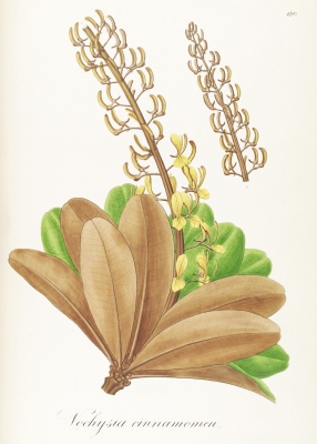 Vochysia cinnamomea