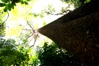 Alstonia angustifolia