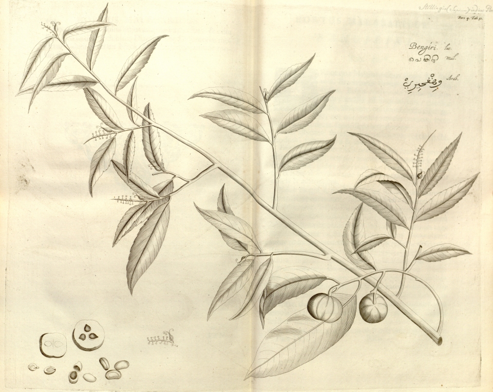 Shirakiopsis indica