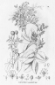 Copaifera martii