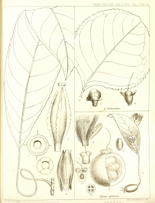 Barringtonia macrostachya