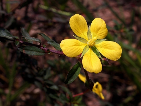 Ludwigia leptocarpa