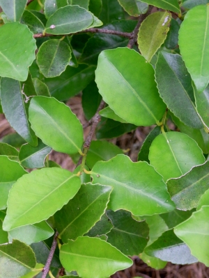 Elaeodendron curtipendulum