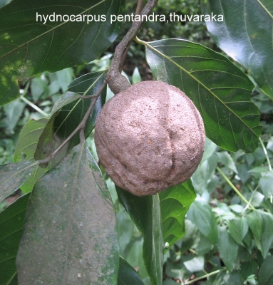 Hydnocarpus pentandrus