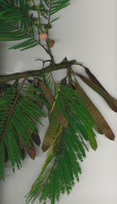 Leucaena diversifolia