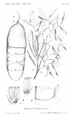 Fillaeopsis discophora