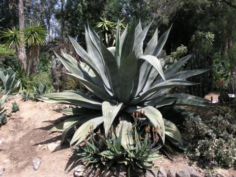 Agave tecta