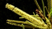 Stryphnodendron pulcherrimum