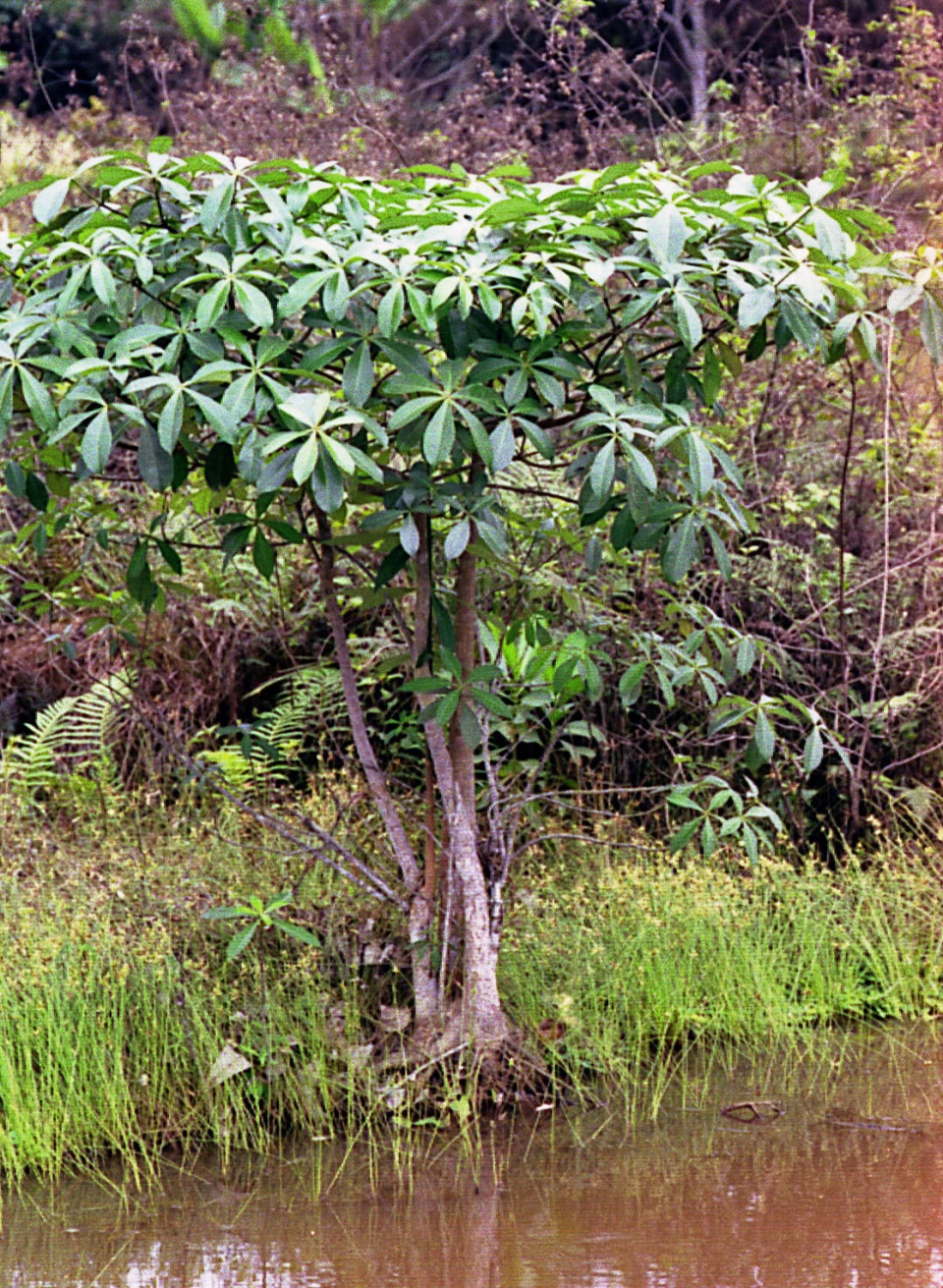 Alstonia congensis