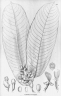 Couepia macrophylla