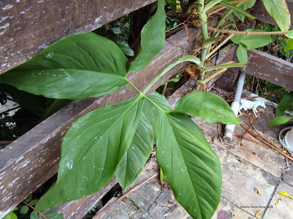 Syngonium podophyllum