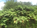 Cyathea arborea