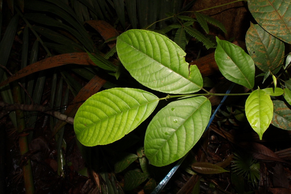 Osmelia philippina