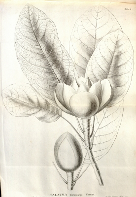 Magnolia mexicana